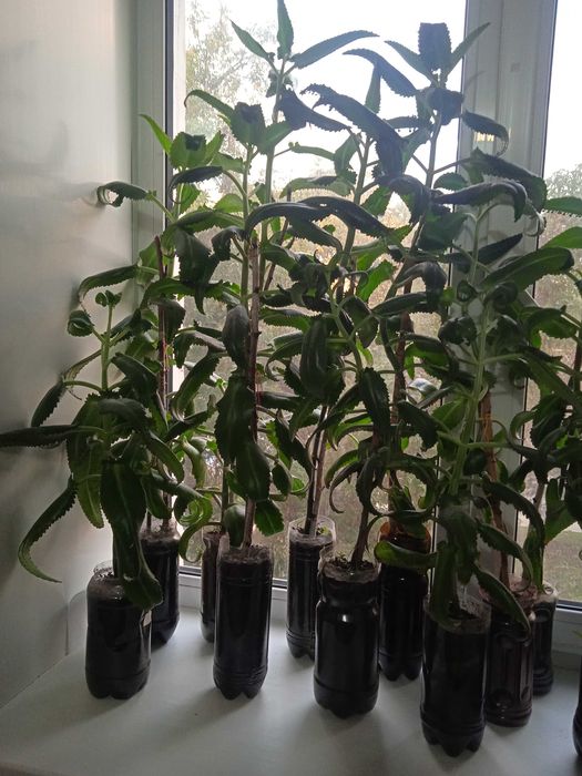 Каланхоэ  лечебный