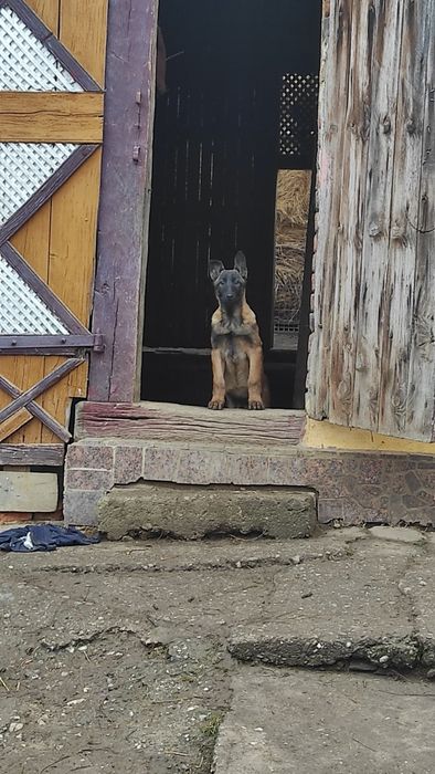 Donez pui Ciobanesc belgian malinois