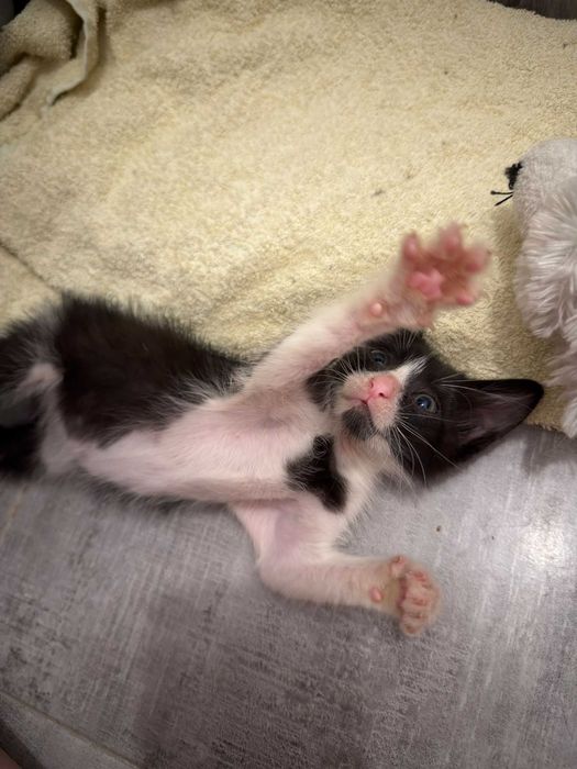 Pui de pisica spre adoptie