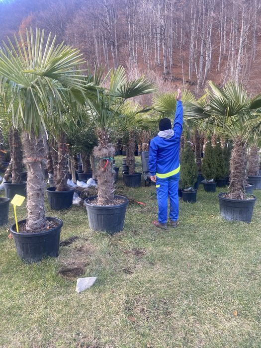 Palmieri trachycarpus fortunei 1.8-2m