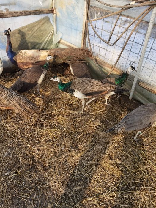 Pui de păun comuni  vârstă 4 luni 300 lei