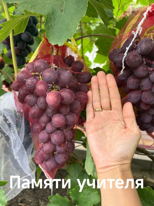 Продам саженцы винограда