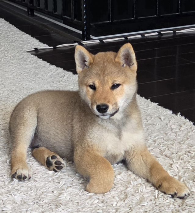 Vand mascul shiba Inu