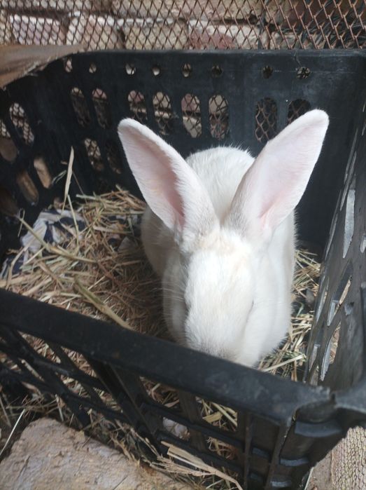 Quyonlar sotiladi sog'lom