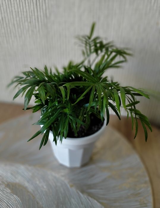 Комнатные растения.