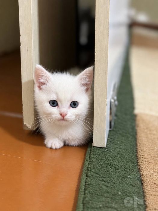 Котята  от правильной вязки ПРОДАЮТСЯ