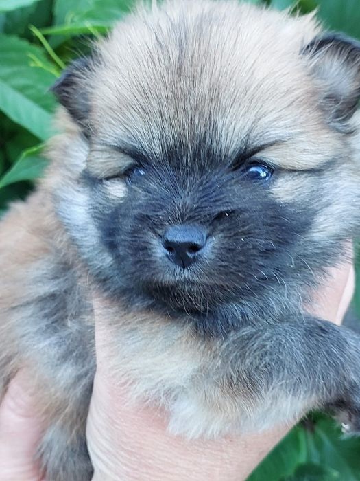 Продам щенков шпица.