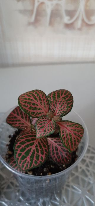 Продам отростки  фитонии