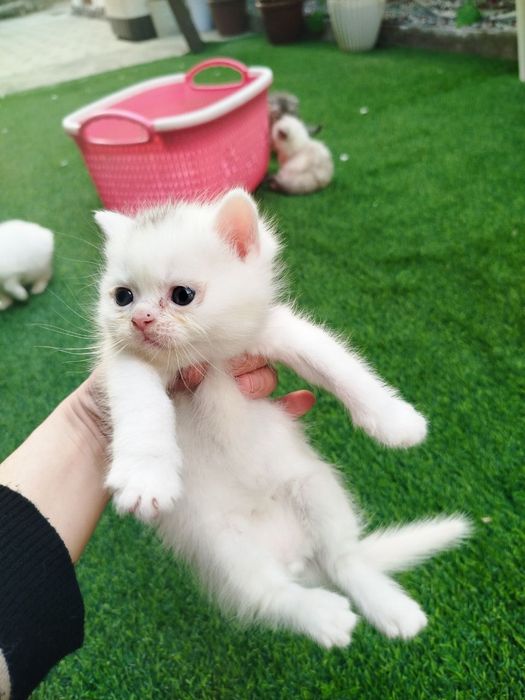 Mushuk bolalari sotiladi