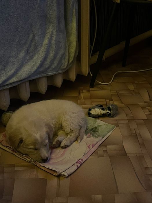 Отдадим щенка даром