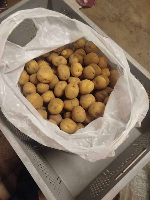 Продам семенной картофель