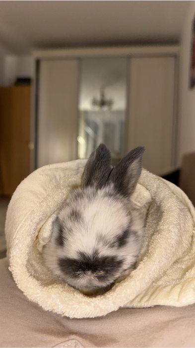 3 апталық көжек кіп кішкентай.