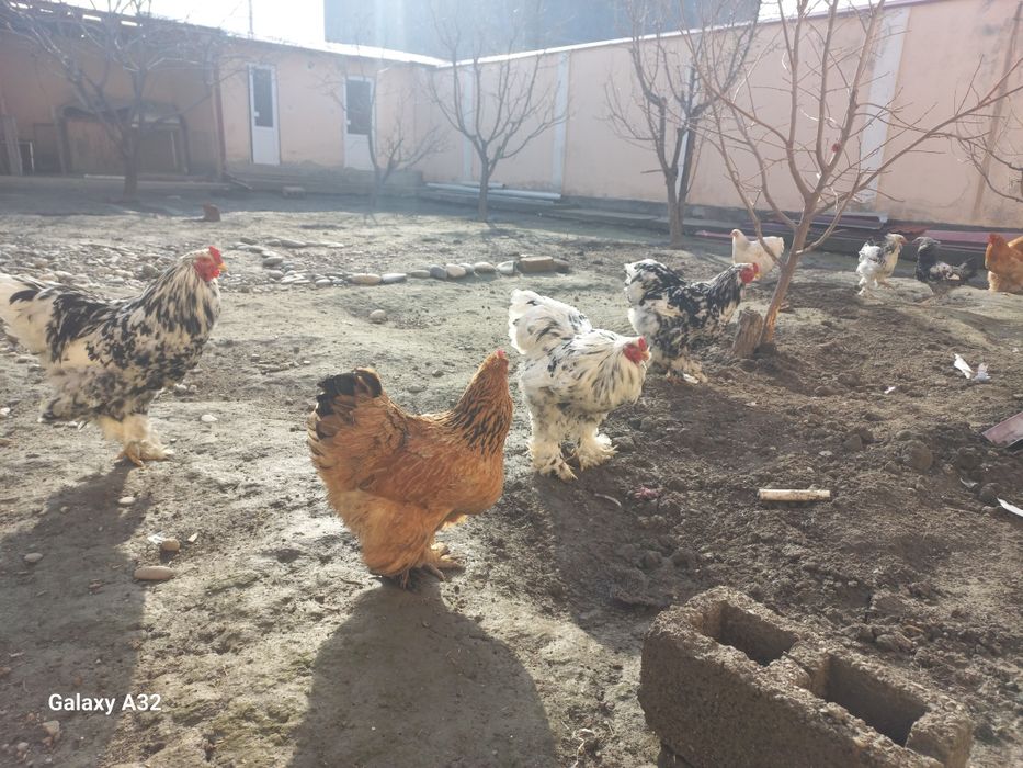 Хурозлар сотилади, Самарканд, Мотрид круг