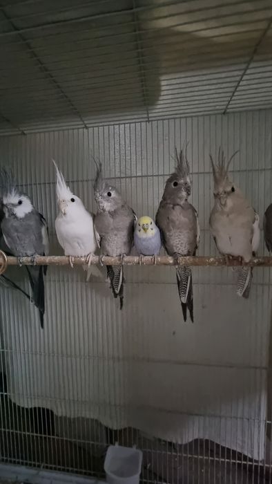 Qushlar Sotiladi/Продаются попугаи