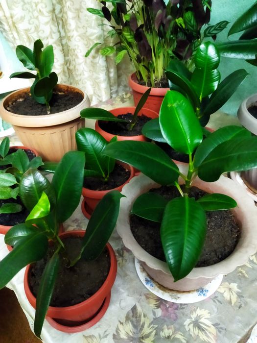 Фикусы комнатные