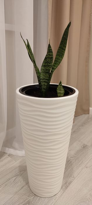 Цветы комнатные в горшках