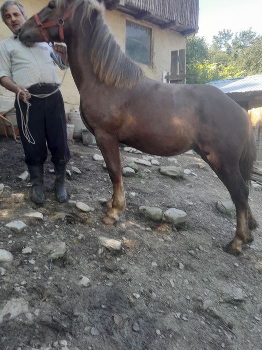 Vând mânza de 1 an