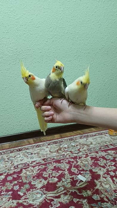 Попугай карелла ручной