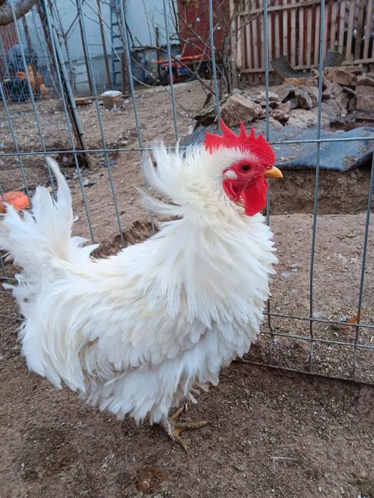 Cocosi metiși de vânzare