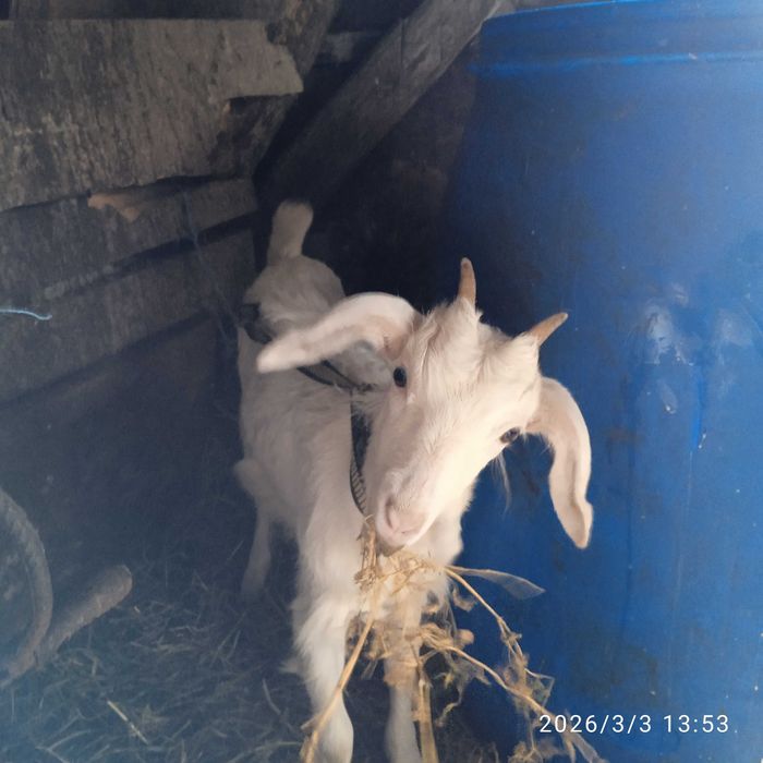 Capra și iedita de vânzare