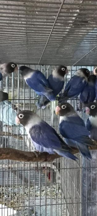 Agaponis personata violet 2024--2025