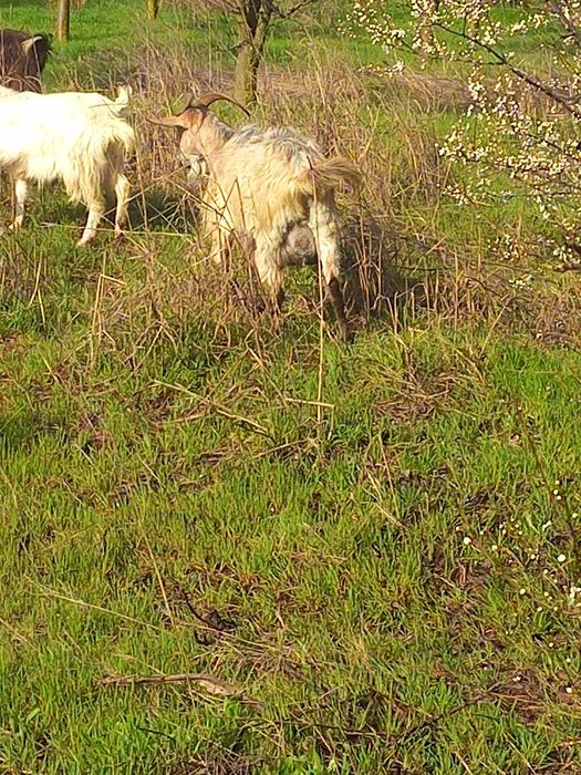 Vand capra tanara metis anglonubian