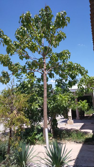 Саженцы павлония