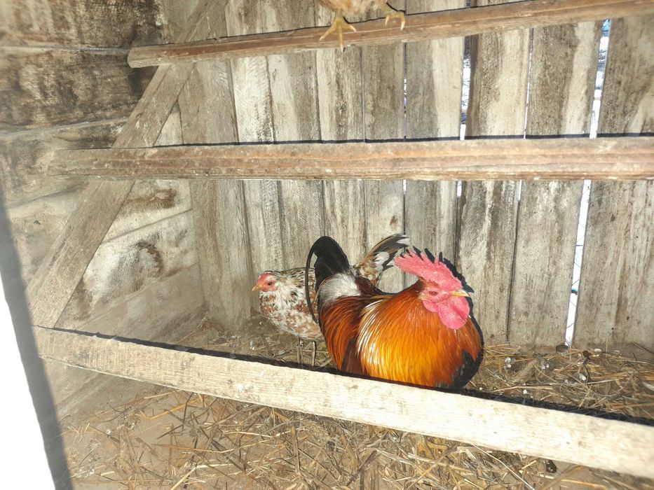 Gaini  pitice si cocosei