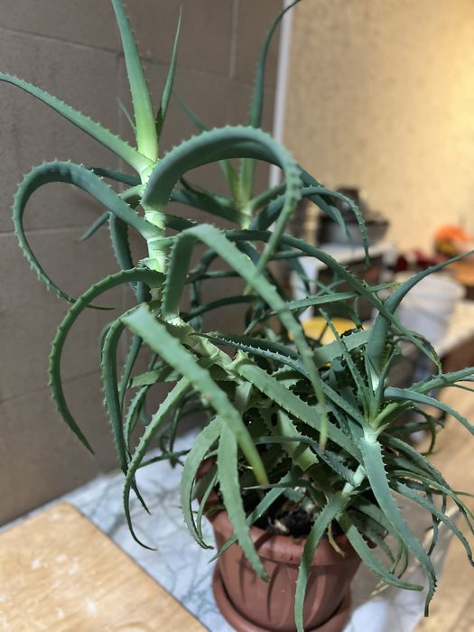 Продам Алое домашний