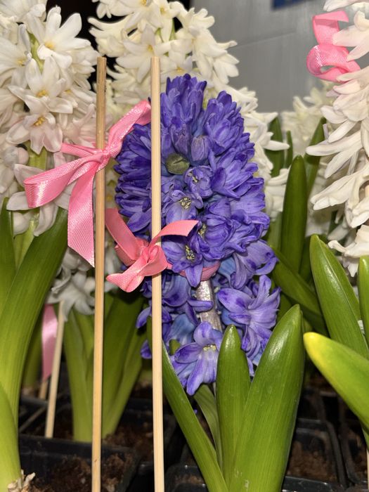Гиацинты в горшках