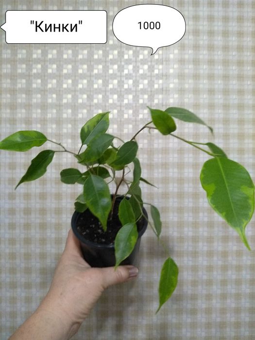 Продам Фикусы разные.