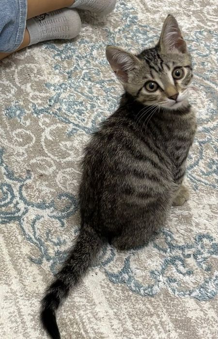 Котенок-мальчик отдам бесплатно