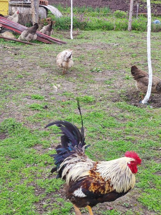 Яйца за люпене от катунски кокошки