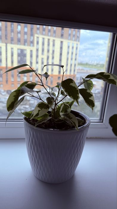 Продам комнатные цветы