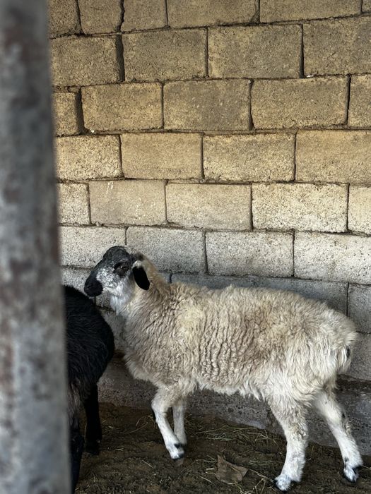 Qoʻchqor sotiladi srochno