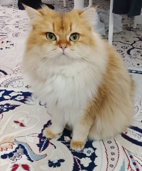 Кот золотая шиншилла