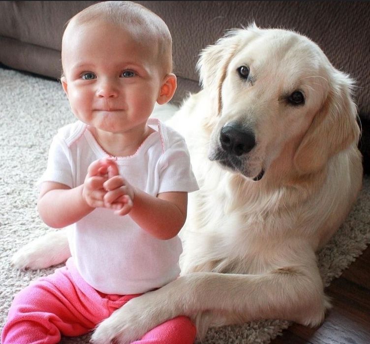 Золотистый Ретривер. Щенки.