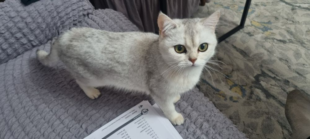 Erkak mushuk kerak nasl olish uchun
