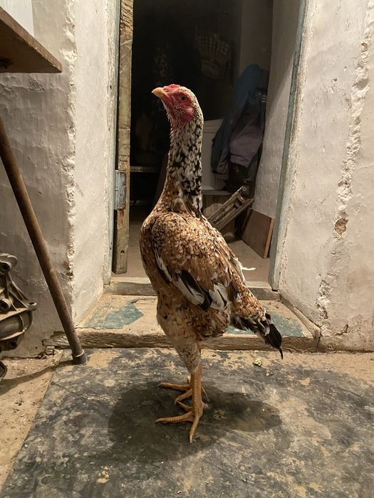 Дакан бойцовый мекен зор