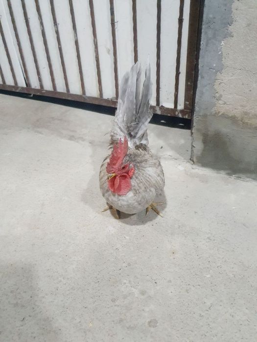 Srchno shabo zoti tozza  xoroz sotiladi