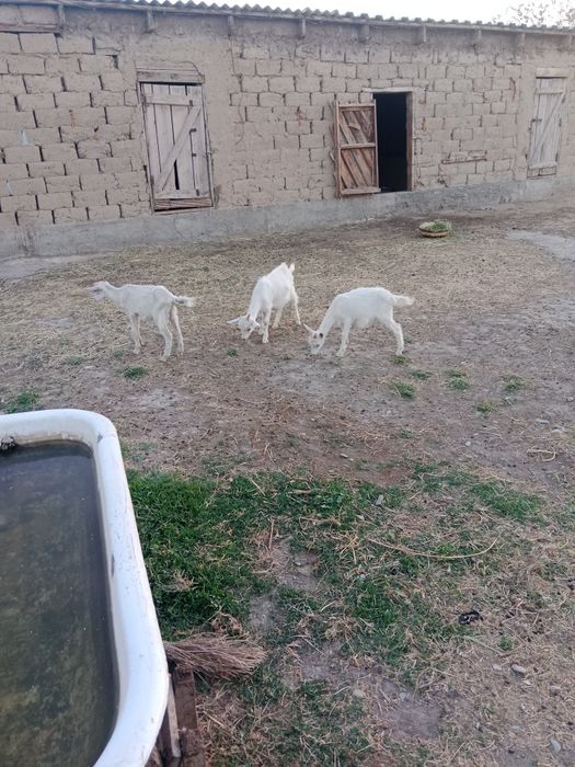 Занен лактар. 1 еркек 2 ургашы.