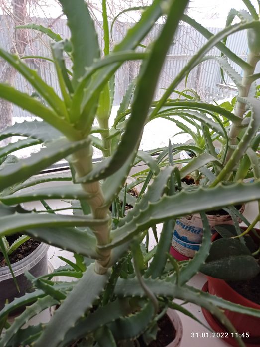 Продам алое больше 3 лет