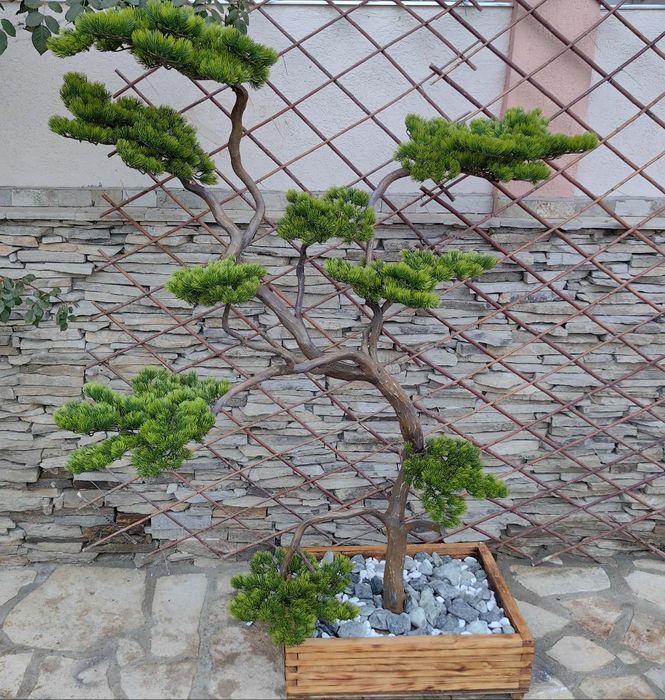 Ръчно изработен японски стил бонсай уникат.