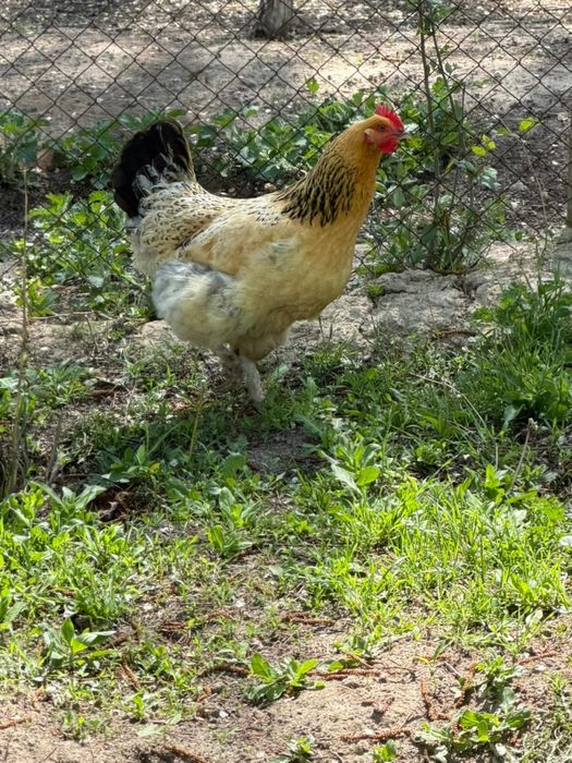 Продам Курицы домашние куры