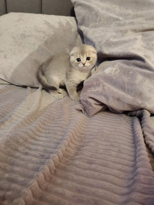 Кошечка голубая шиншилла .