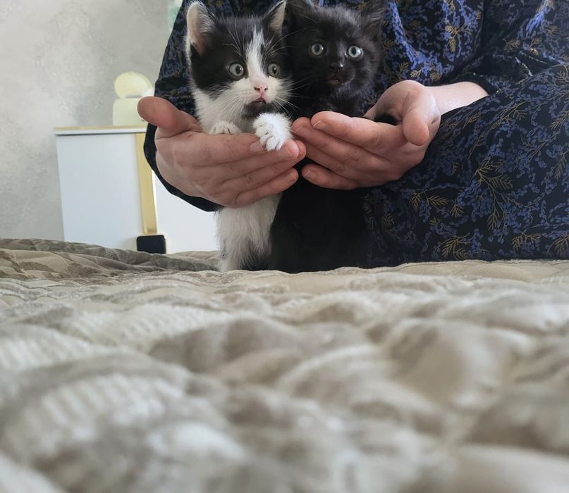 Котята отдам бесплатно