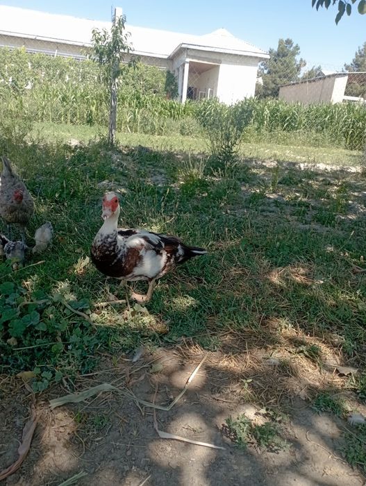 Urdak indeutka 1 ta erak 1 ayol 1 Xuroz sotiladi