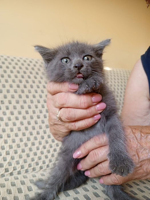 Отдам 3 серых котят в добрые руки