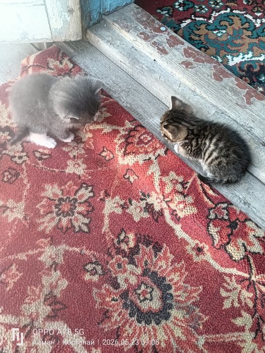 Котята 3 мальчика 1 девочка