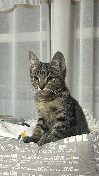 Котенок ищет дом